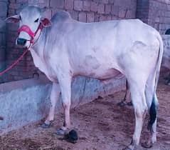 Bull