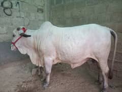 cow for sale