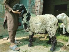 قربانی کے خوبصورت جانور برائے فروخت