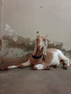 2 Dant Bakri For Qurbani