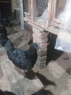 Ayam