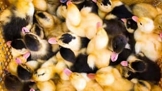 Duck chicks