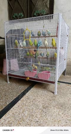 Australian parrots Pair With New Cage