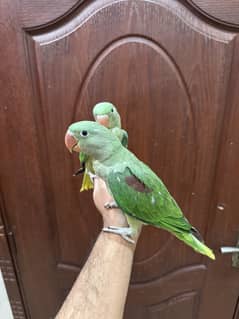 Kashmiri raw parrot
