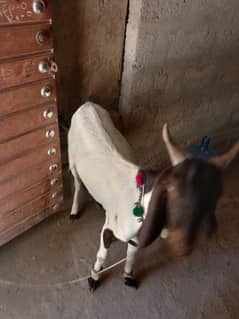 Bakra