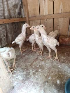 white Shamo Chicks | pure aseel Shamo pathy | King Shamo | Oh shamo