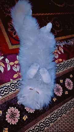Persian
