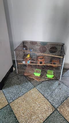 8 Australian parrots with cage