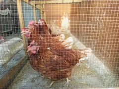 Lohman Brown Hens