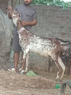 Makhi