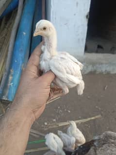 white Hera aseel chickes far sale par 1500