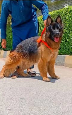 Jenna Shepherd German female breeder imported bloodline for sale