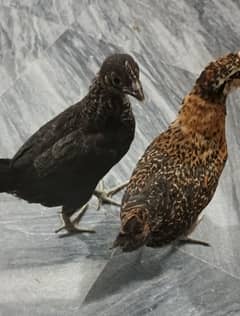 pair of choozay