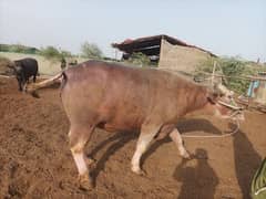 qurbani