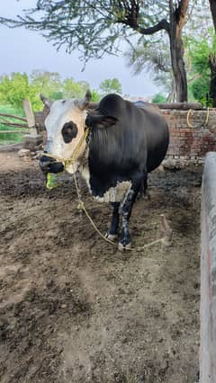 Bull | Qurbani | Bachra | The Bull