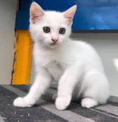 Persian kitten