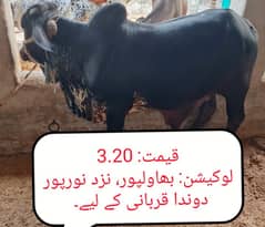Bachra