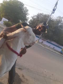Bakray gulabi 2 dant