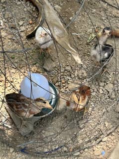 aseel hens for sale