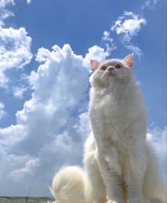 Cat persian