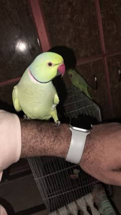 parrot's do hain male female