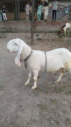 Chatra For sale serious buyer