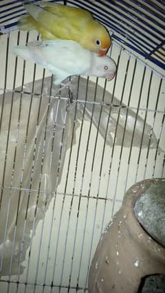 Albino red eye and Dacnio bareedr pair