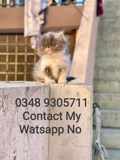 Persian Cat Triple Coated Piki Face Female