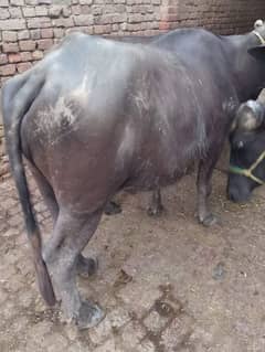 phandar choti