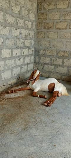 Bakra