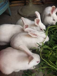 Rabbit