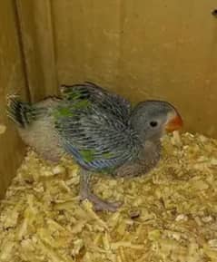 Green Ringneck Chick