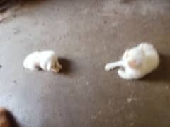 Persian cats For sell  Location -Nawabad bazar wah cantt