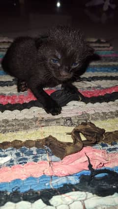 female cat with kittens
