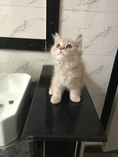 Persian