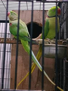 raw parrot talking pair