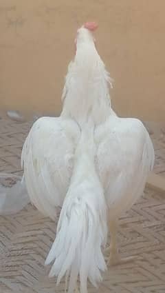 aseel heera