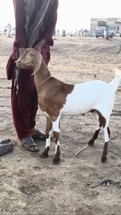 2 Dant Khassi Qurbani goats cheep price| gulabi | bakra | Qurbani 2025
