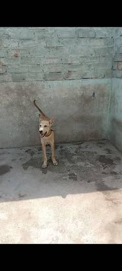3 month beghyari dog
