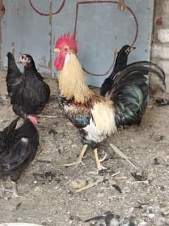 Desi and Aseel hens