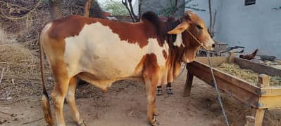 2 dant  vehra for sale