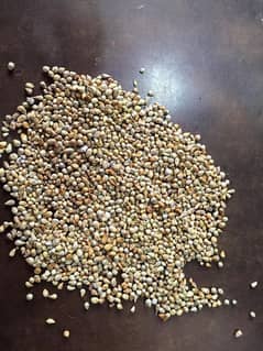 bajra kangni available delivery all Pakistan minimum order 50 kg