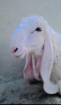 kajla gulabi nasal