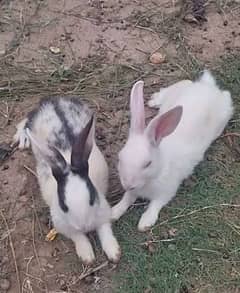Rabbit