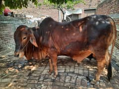 2 pure sahiwal bulls
