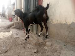 قربانی کا بکرا ہے