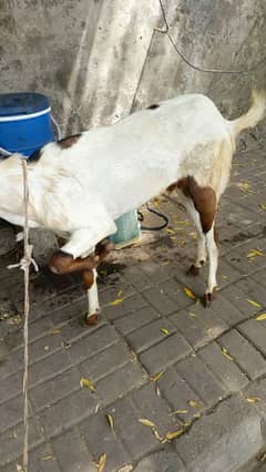 bakra