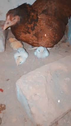 aseel hen and there high top quality three chicks