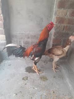 Mianwali Aseel Breeder Pair