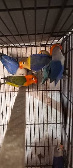 LoveBirds Breeder pair Available
